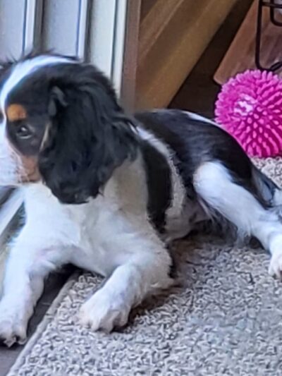 Cumberland Farms Kennels - Parkers Lake, KY