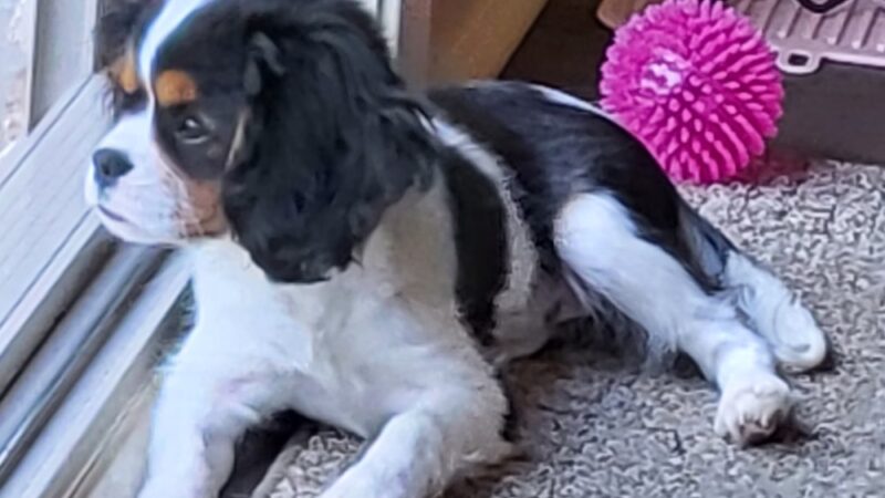 Cumberland Farms Kennels - Parkers Lake, KY