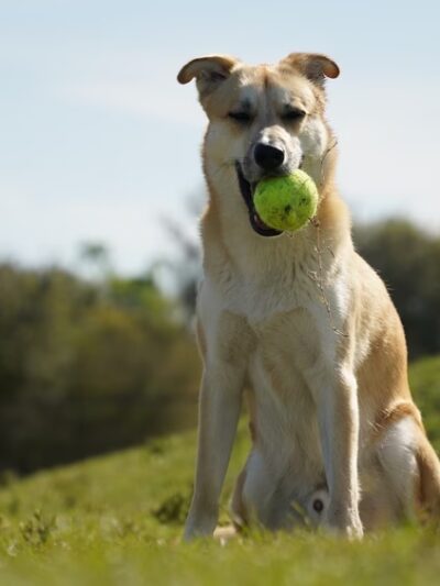 Dash’s Bark Park - Parrish, FL