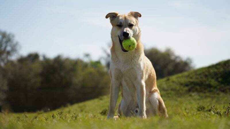 Dash’s Bark Park - Parrish, FL