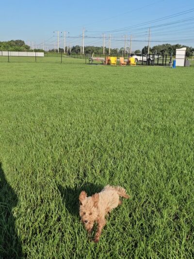 Dash’s Bark Park - Parrish, FL