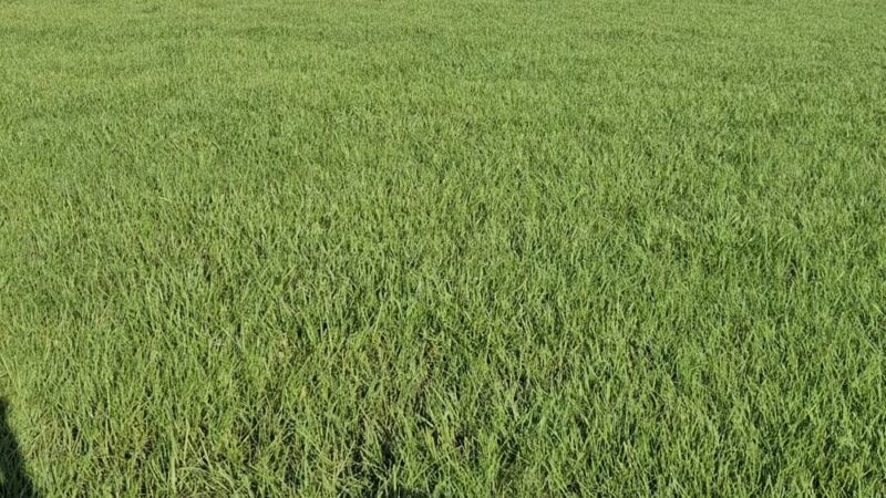 Dash’s Bark Park - Parrish, FL