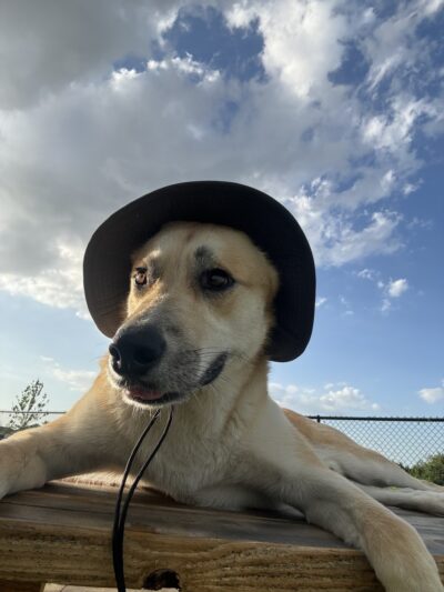 Dash’s Bark Park - Parrish, FL