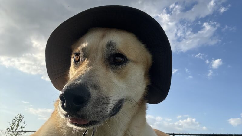 Dash’s Bark Park - Parrish, FL