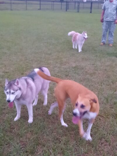 Dash’s Bark Park - Parrish, FL
