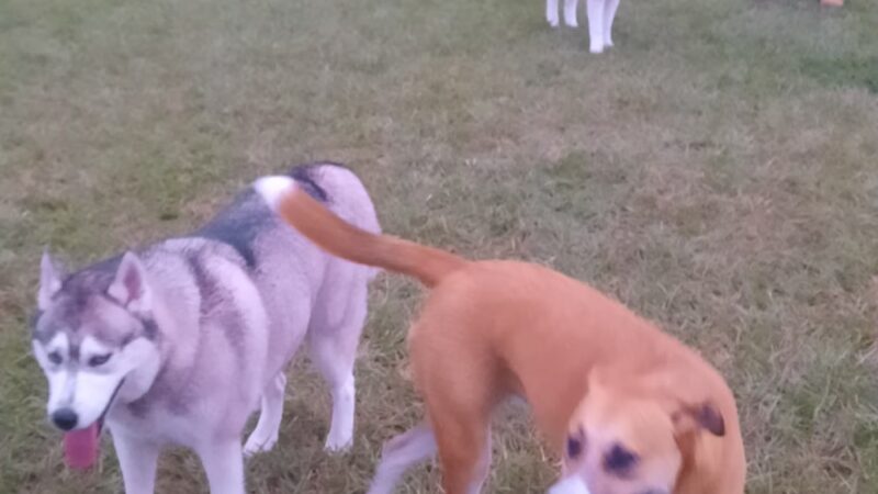 Dash’s Bark Park - Parrish, FL