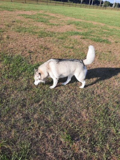 Dash’s Bark Park - Parrish, FL