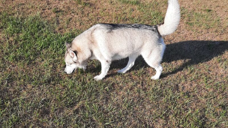 Dash’s Bark Park - Parrish, FL