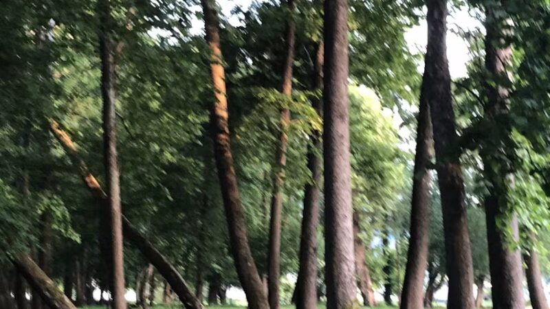 Five River Campgrounds - Parsons, WV