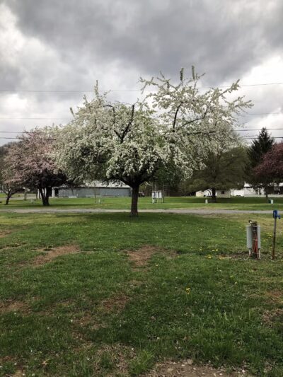 Five River Campgrounds - Parsons, WV