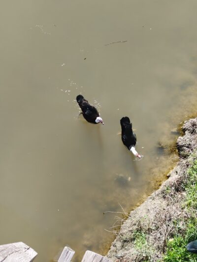 Bliss Meadows Park - Pasadena, TX