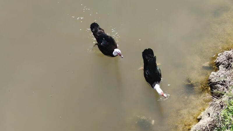 Bliss Meadows Park - Pasadena, TX