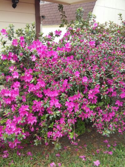 Herbert Tartar Park - Pasadena, TX