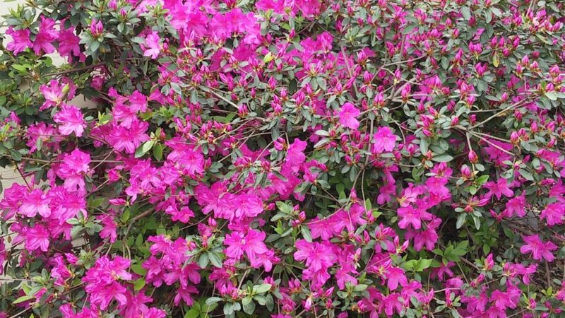 Herbert Tartar Park - Pasadena, TX