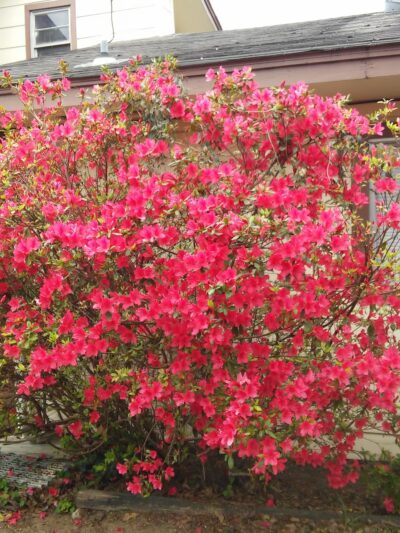 Herbert Tartar Park - Pasadena, TX