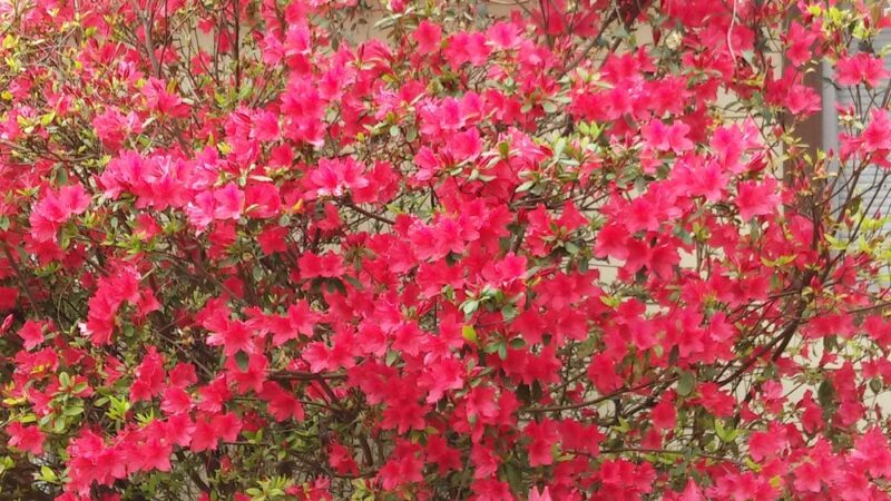 Herbert Tartar Park - Pasadena, TX