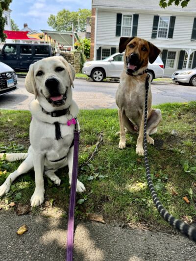 Lucky Dog LLC - Pawcatuck, CT