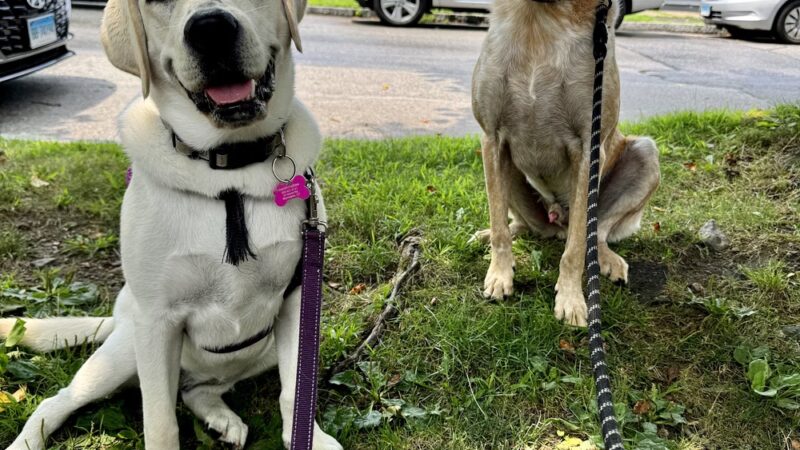 Lucky Dog LLC - Pawcatuck, CT