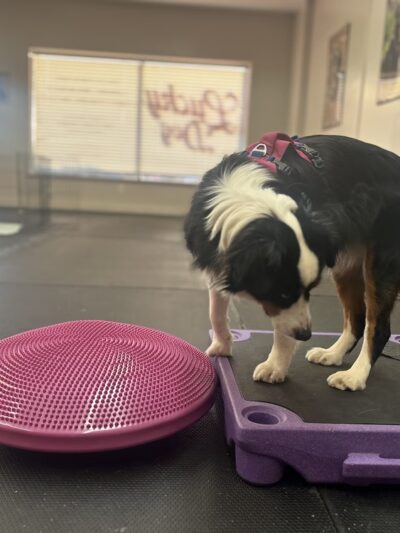 Lucky Dog LLC - Pawcatuck, CT