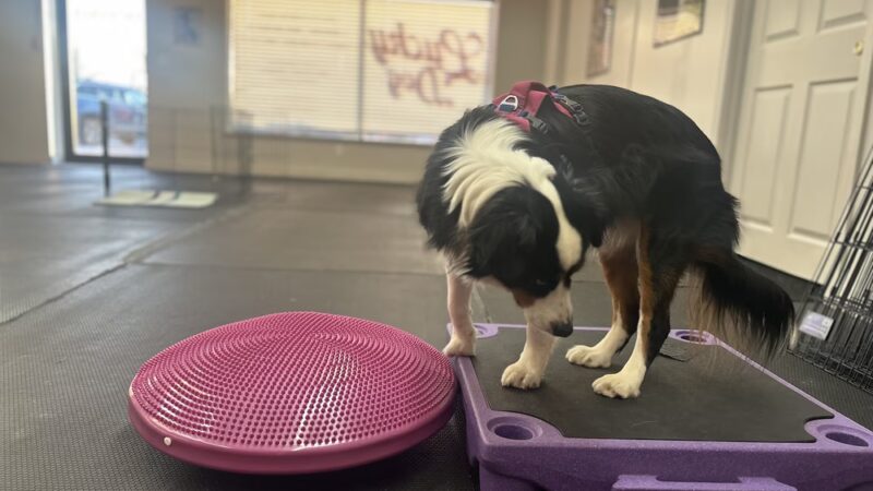 Lucky Dog LLC - Pawcatuck, CT