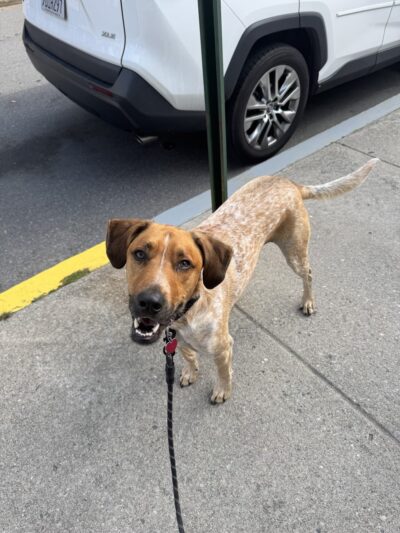 Lucky Dog LLC - Pawcatuck, CT