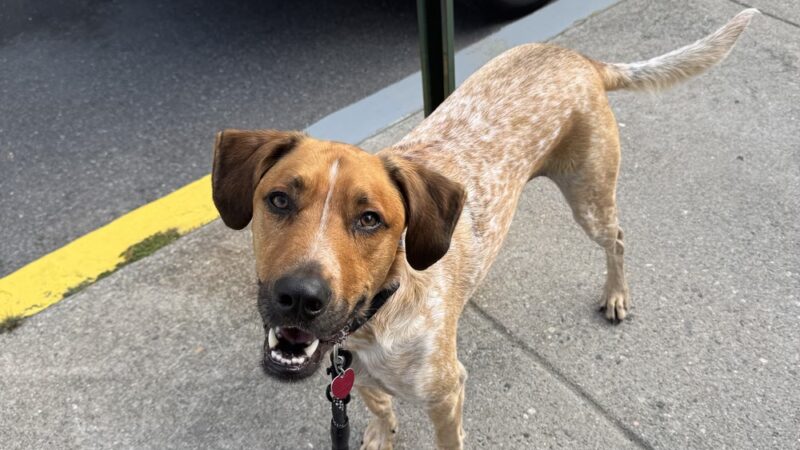 Lucky Dog LLC - Pawcatuck, CT