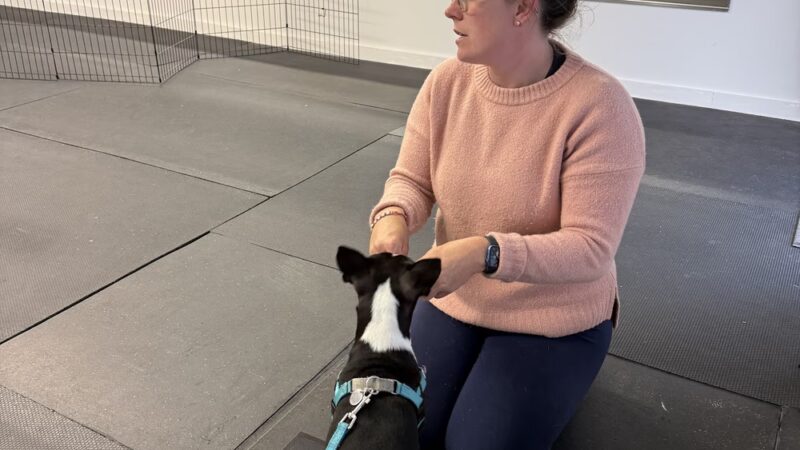 Lucky Dog LLC - Pawcatuck, CT