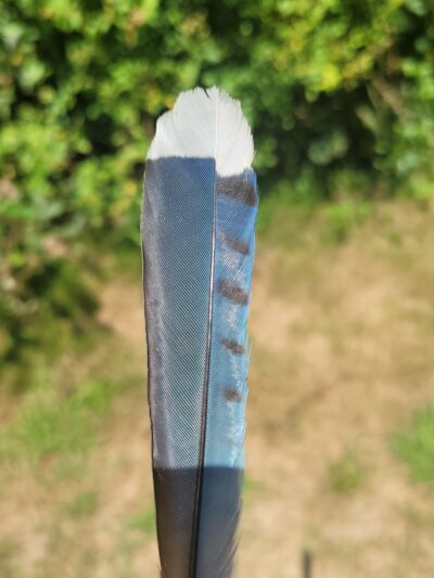 Meadow Woods Preserve - Pawcatuck, CT