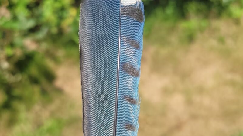 Meadow Woods Preserve - Pawcatuck, CT