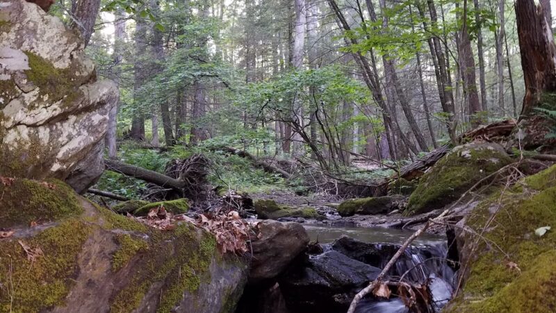 Pawling Nature Reserve - Pawling, NY