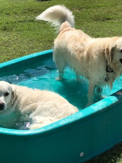 Canine Fitness and Activity Center - Pea Ridge, AR