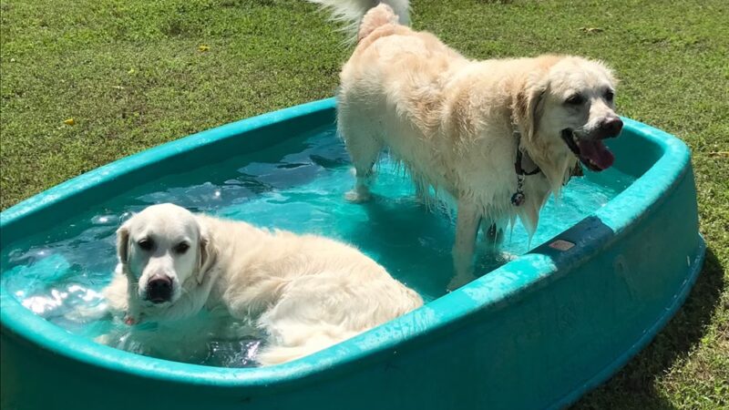 Canine Fitness and Activity Center - Pea Ridge, AR