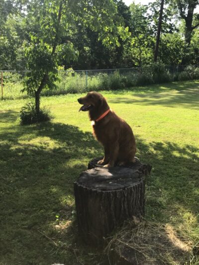 Canine Fitness and Activity Center - Pea Ridge, AR