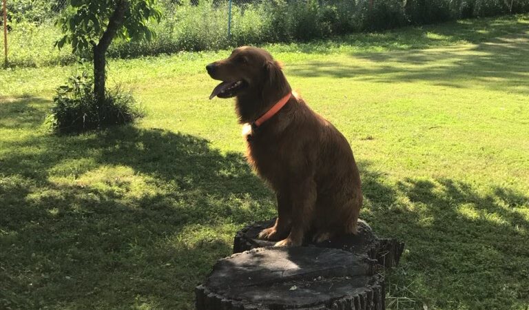 Canine Fitness and Activity Center - Pea Ridge, AR