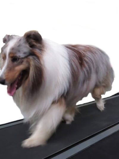 Canine Fitness and Activity Center - Pea Ridge, AR