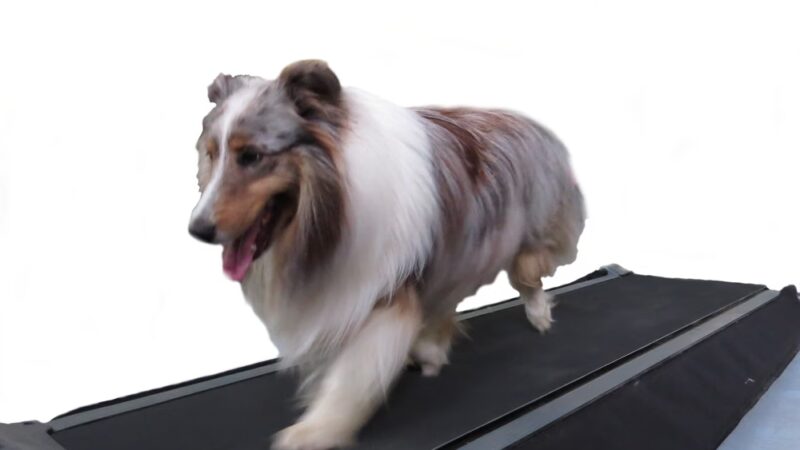 Canine Fitness and Activity Center - Pea Ridge, AR