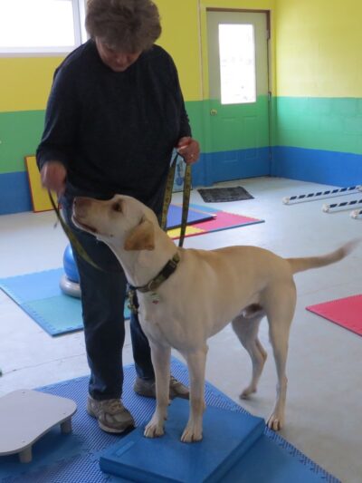 Canine Fitness and Activity Center - Pea Ridge, AR