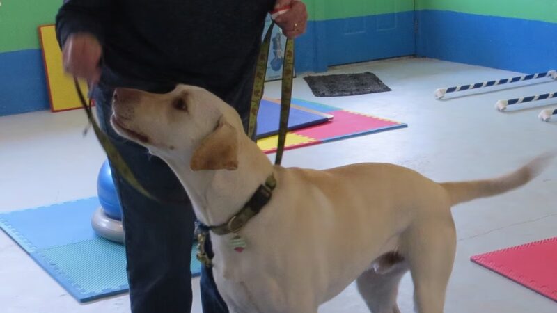 Canine Fitness and Activity Center - Pea Ridge, AR