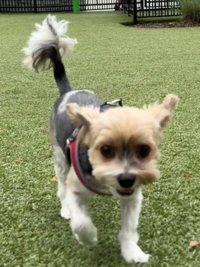 Town Center Dog Park - Peachtree Corners, GA