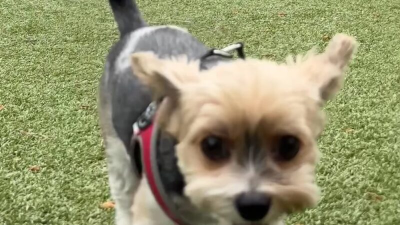 Town Center Dog Park - Peachtree Corners, GA