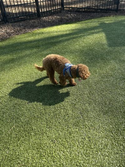 Town Center Dog Park - Peachtree Corners, GA