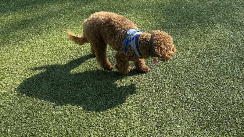 Town Center Dog Park - Peachtree Corners, GA