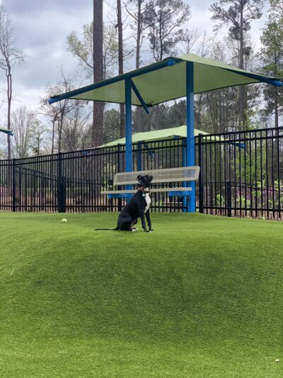 Town Center Dog Park - Peachtree Corners, GA