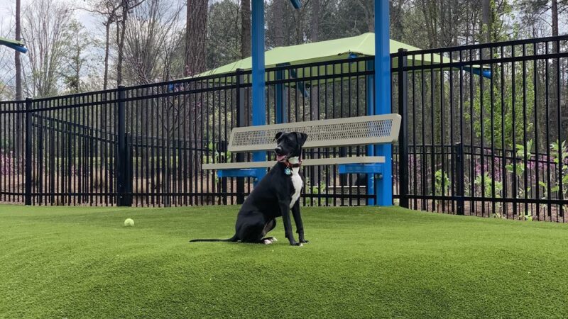 Town Center Dog Park - Peachtree Corners, GA