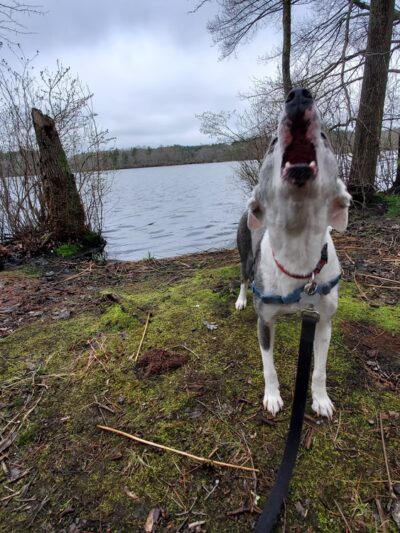 JJ Shephard Memorial Forest - Pembroke, MA