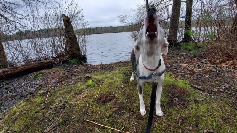 JJ Shephard Memorial Forest - Pembroke, MA