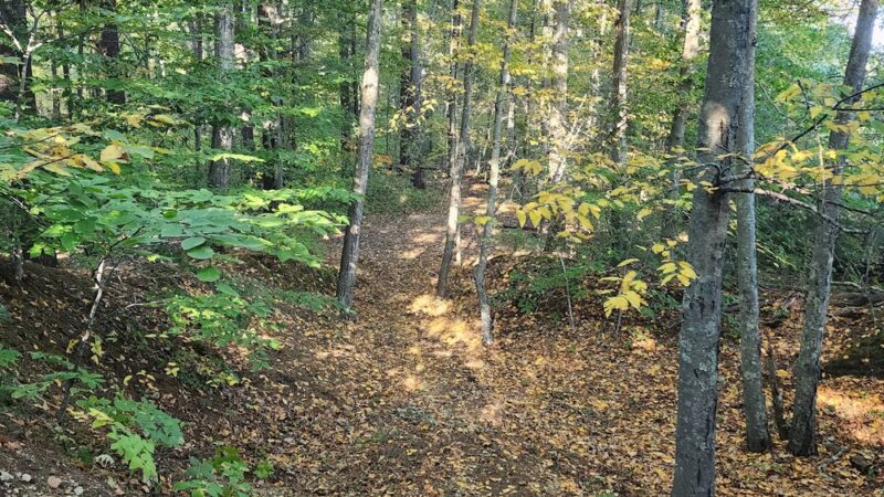 JJ Shephard Memorial Forest - Pembroke, MA