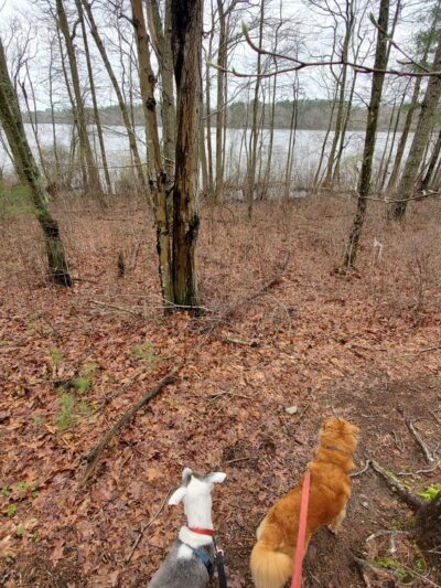 JJ Shephard Memorial Forest - Pembroke, MA