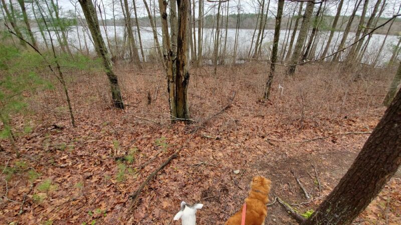 JJ Shephard Memorial Forest - Pembroke, MA