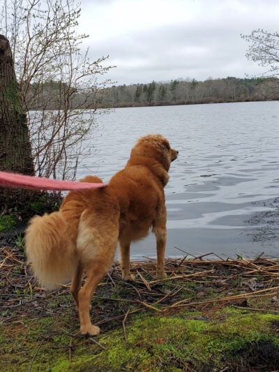 JJ Shephard Memorial Forest - Pembroke, MA
